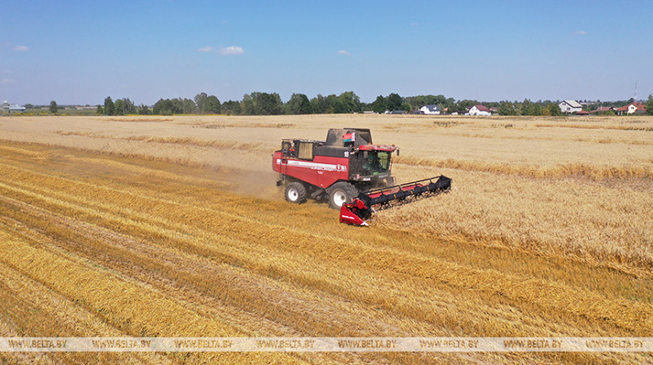 Over 7.2m tonnes of grain harvested in Belarus