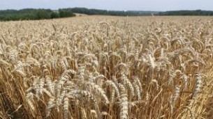 Belarus harvests 2m tonnes of grain