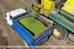 Green peas harvest time in Belarus