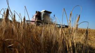 Belarus embarks on mass harvesting of grain