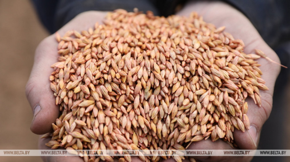 Belarus’ grain harvest reaches 2m tonnes
