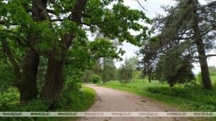 Запреты и ограничения на посещение лесов действуют в 24 районах Беларуси