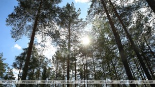 Запреты и ограничения на посещение лесов действуют в 46 районах Беларуси