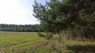 Запреты и ограничения на посещение лесов введены в 91 районе Беларуси