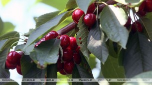ФОТОФАКТ: 7 т черешни с одного гектара собирают в саду СПК им. Кремко
